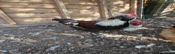 Chickens poultry for sale: Beautiful Salmon Faverolle   - Advert 2