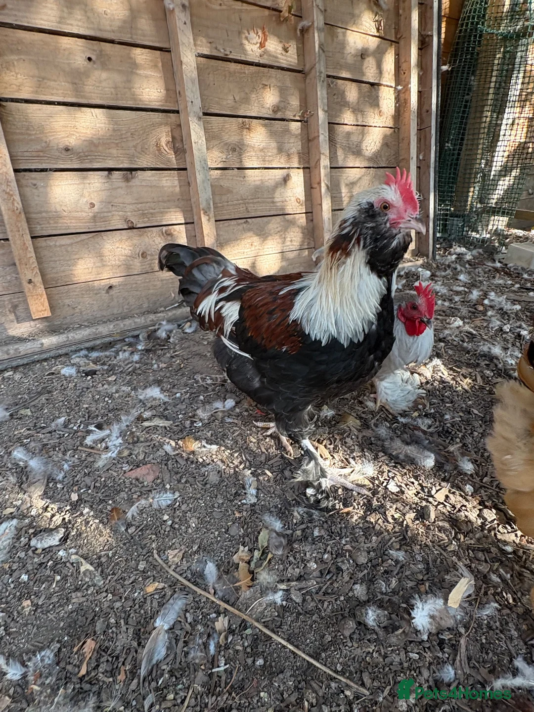 Chickens poultry for sale: Beautiful Salmon Faverolle   - Advert 2