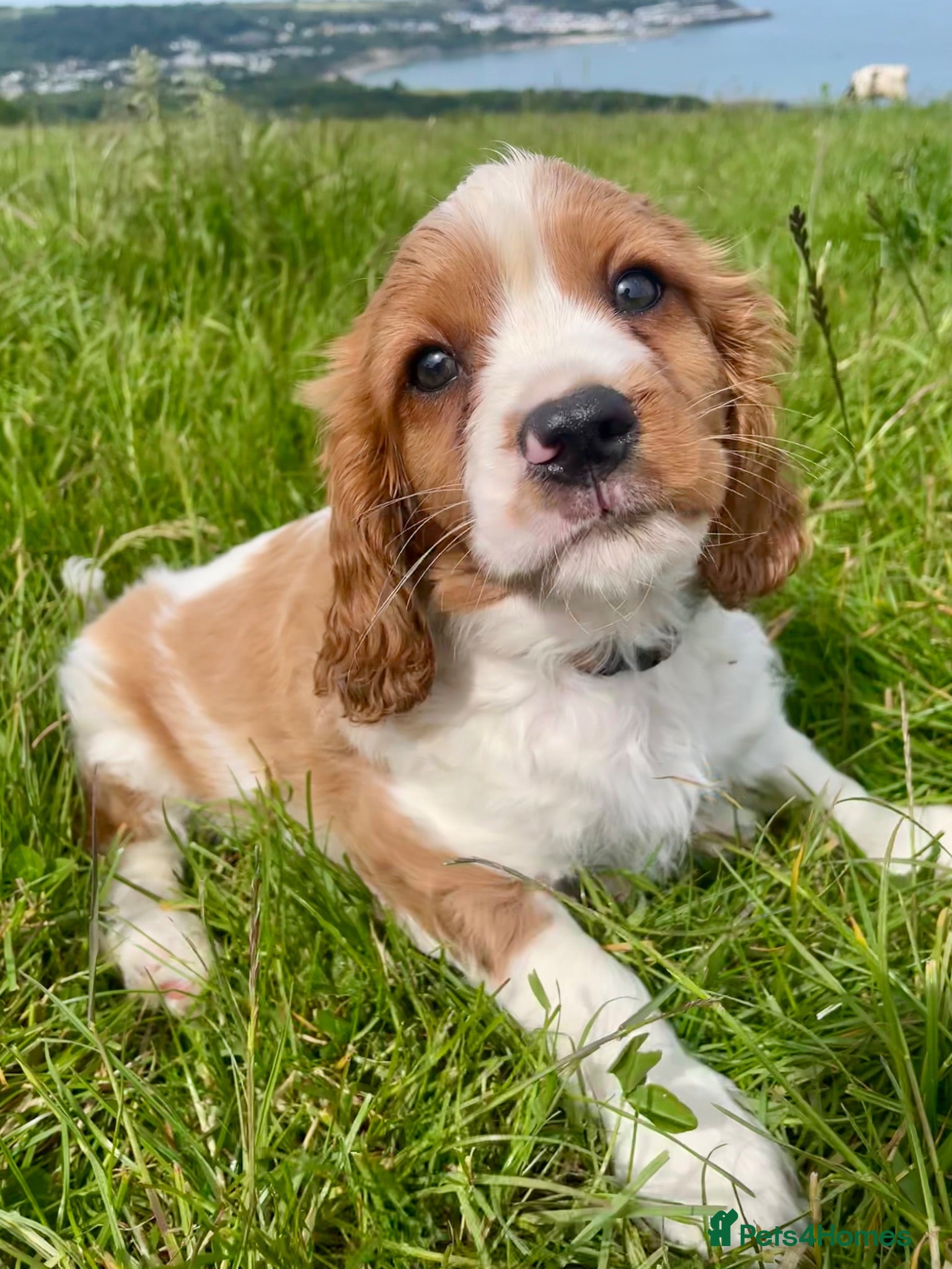 Cavalier King Charles Spaniel dogs 2 Gorgeous KC Cavalier King Charles Boys  - Advert 1