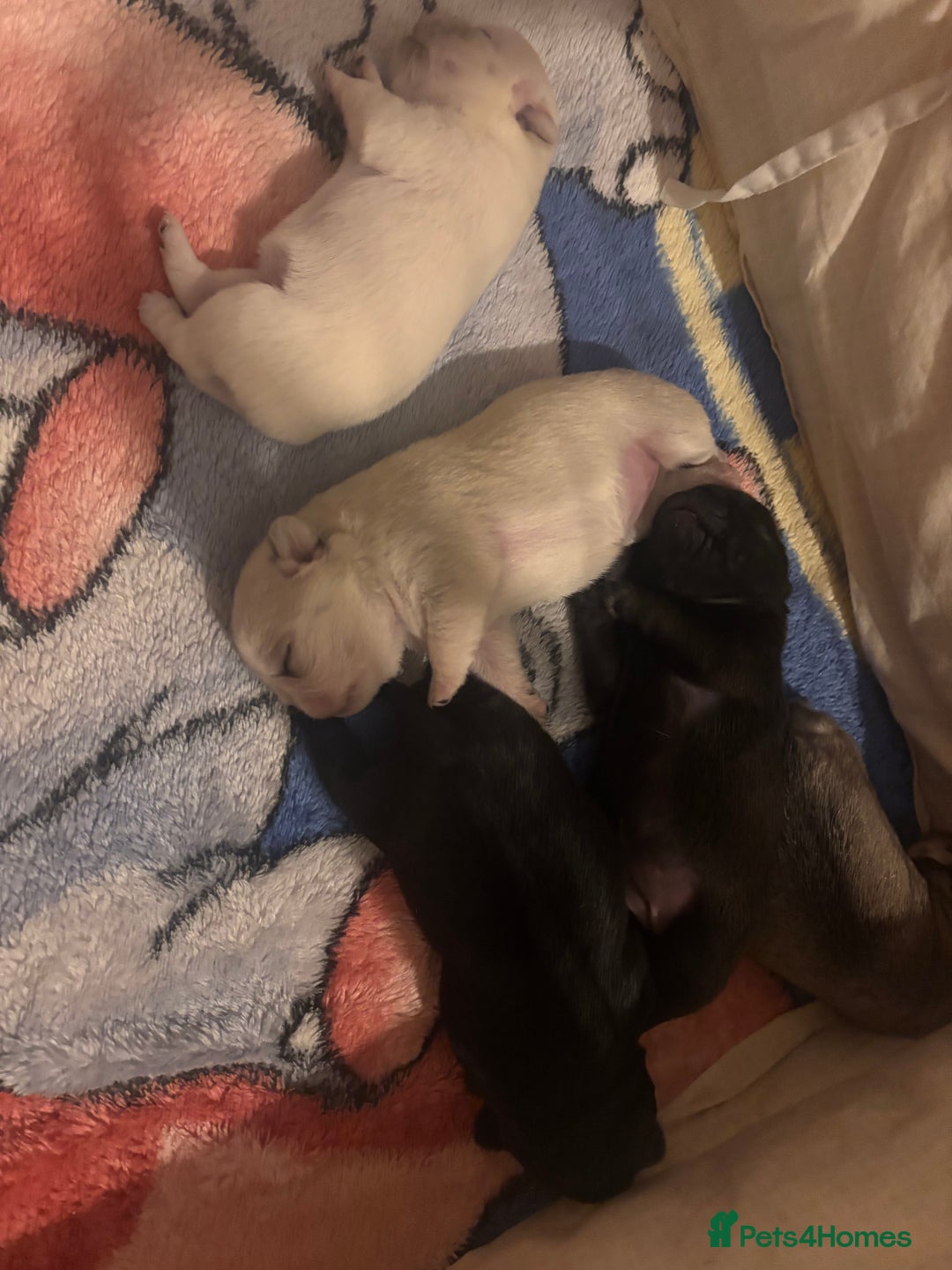 Pug dogs for sale: KC reg pug puppies  - Advert 4