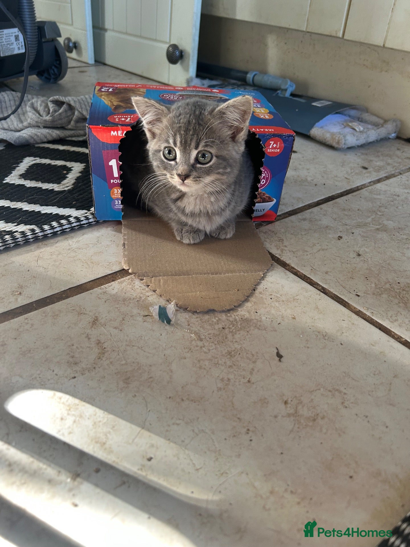 Mixed Breed cats 3/4 Russian Blue kittens  - Advert 5
