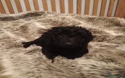 Mixed Breed dogs for sale: Six beautiful cockerpoos - Image 5