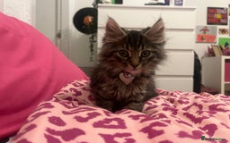 Mixed Breed cats for sale: Gorgeous fluffy girl  - Image 1