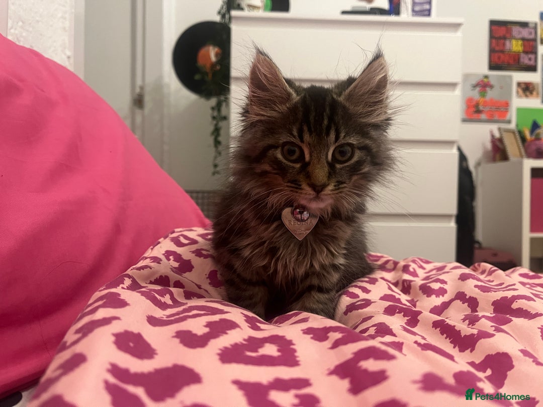 Mixed Breed cats for sale: Gorgeous fluffy girl  - Image 1