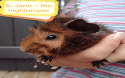 Guinea Pig rodents for sale: Abyssinian female guinea pigs for sale  - Image 6