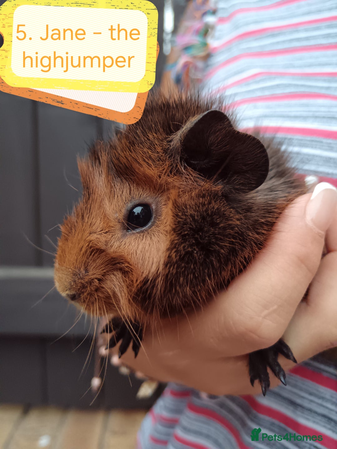 Guinea Pig rodents for sale: Abyssinian female guinea pigs for sale  - Image 6