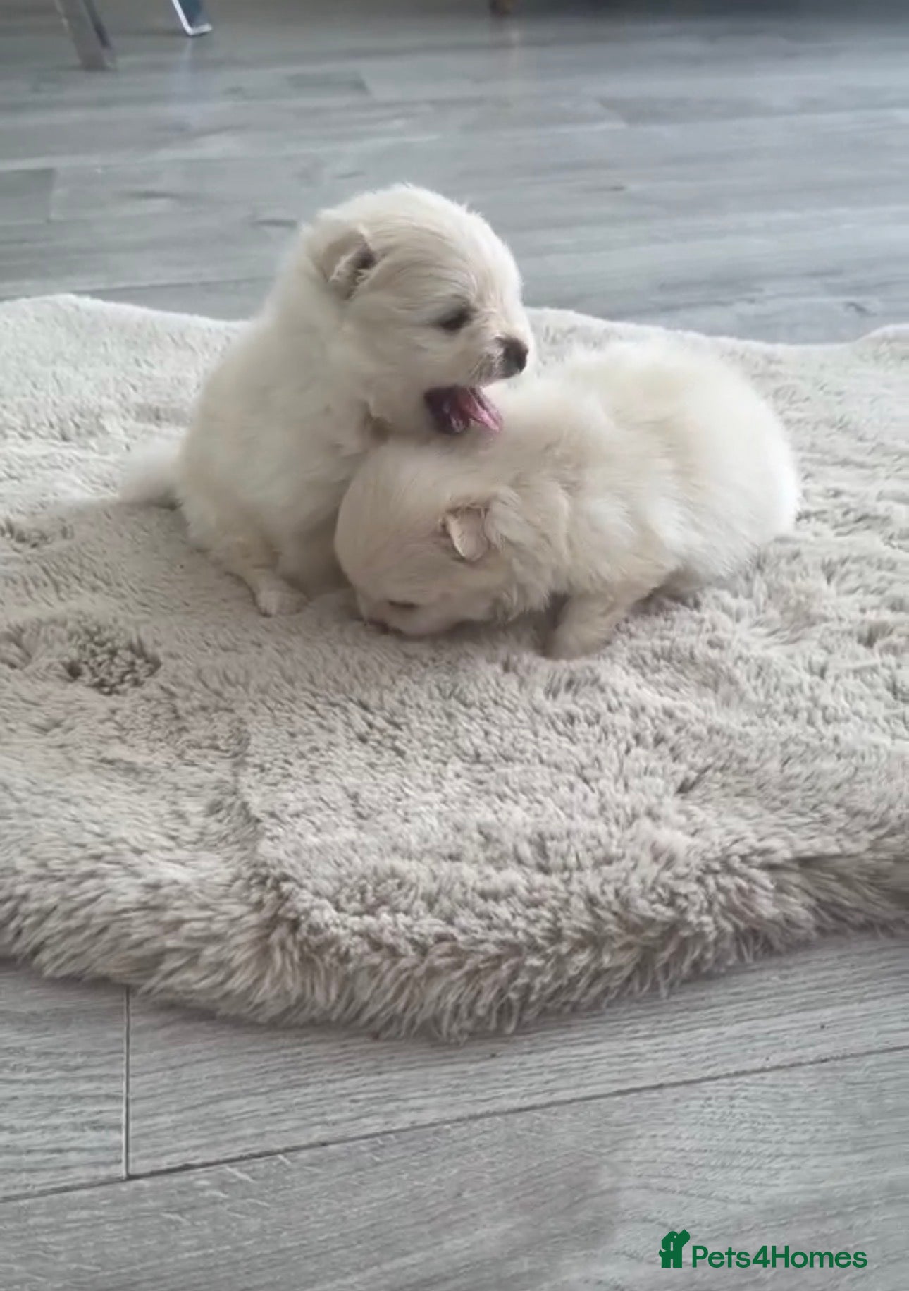 Pomeranian dogs Pomeranians  - Advert 1