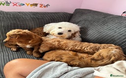 Cockapoo dogs for sale: Cockapoo Puppies for Sale  - Image 5