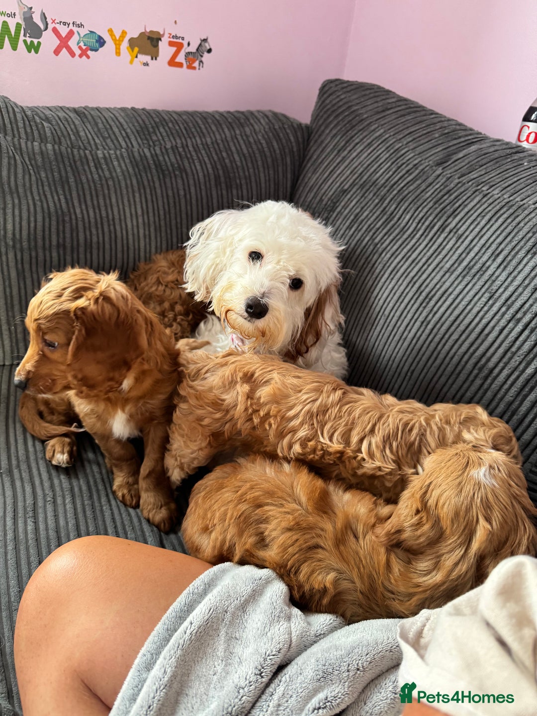 Cockapoo dogs for sale: Cockapoo Puppies for Sale  - Image 5