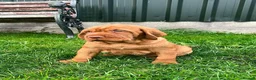 Hungarian Vizsla dogs for sale: KC Reg Hungarian Wirehaired Vizsla Puppies - Advert 4