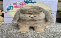 Mini Lop rabbits for sale: Mini lops - Image 8