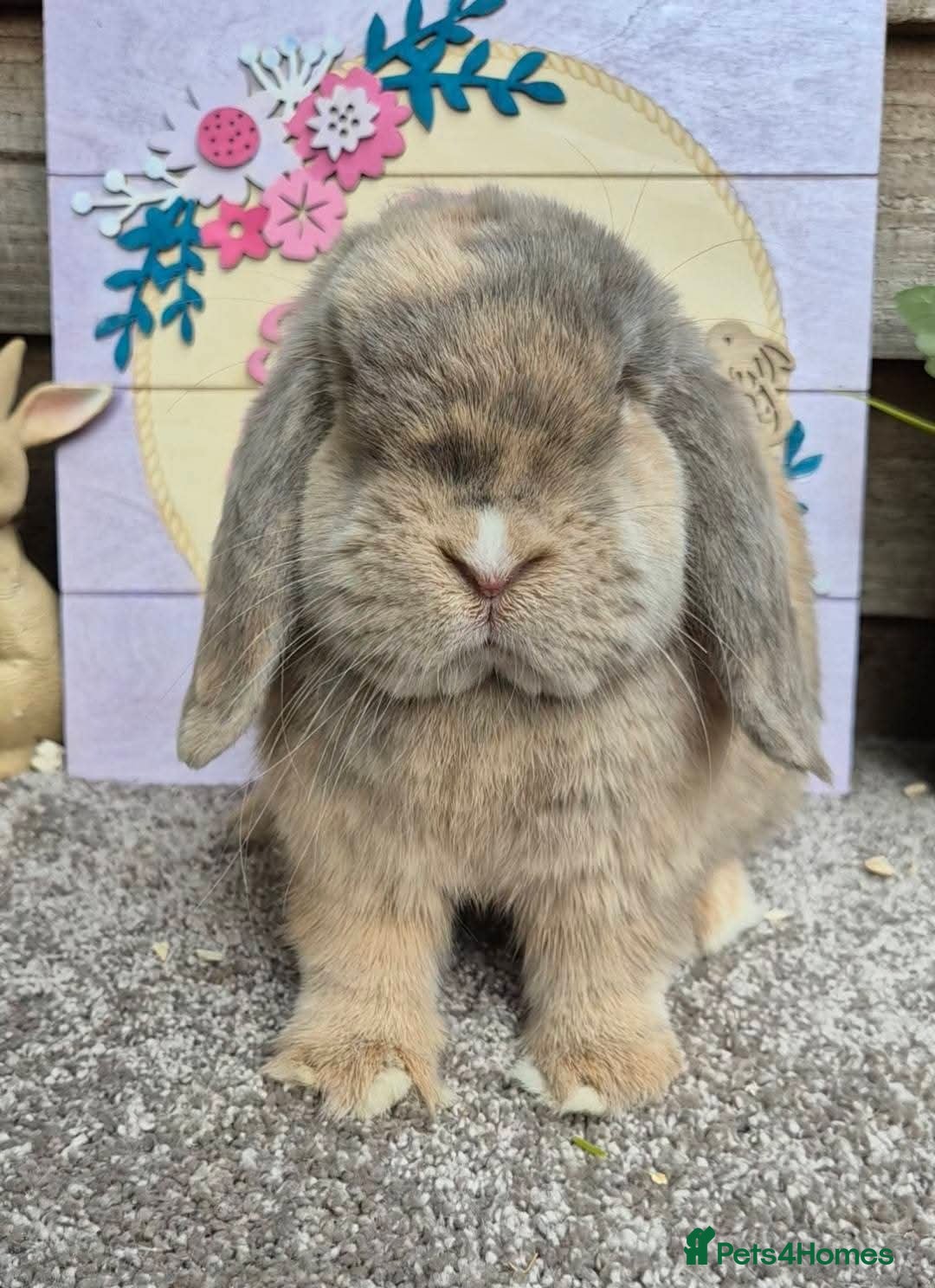 Mini Lop rabbits for sale: Mini lops - Image 8