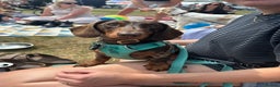 Miniature Dachshund dogs for sale: Otto  - Advert 1