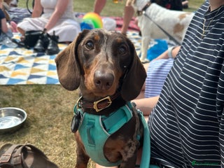 Miniature Dachshund dogs Otto - Advert 7