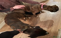 Boxer dogs for stud: Beautiful Dark Brindle Boxer|KC reg| Heart scored - Image 15