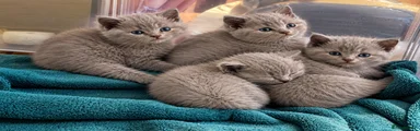 British Shorthair 4