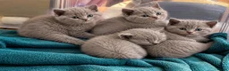 British Shorthair cats for sale: 4 beautiful lilac British short hair boys - Advert 7