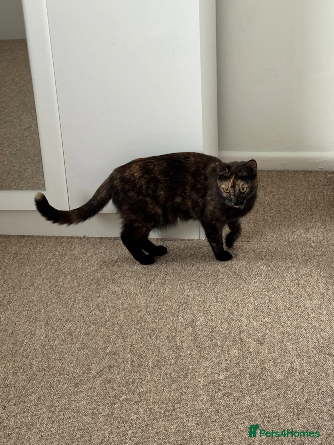 British Shorthair cats for sale: Half British Shorthair kittens - Advert 16