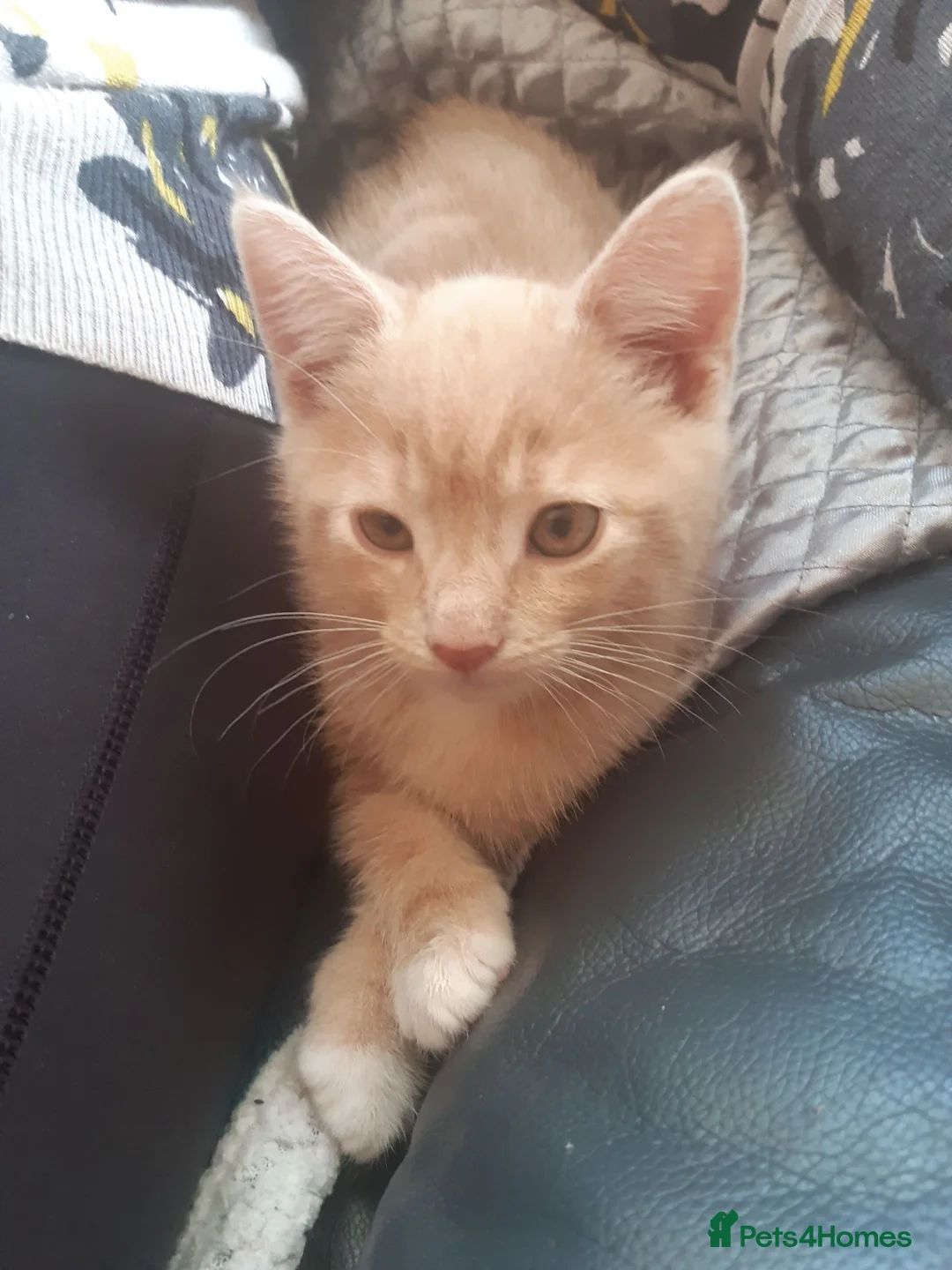 Mixed Breed cats for sale: 3 adorable kittens for sale in Bath - Advert 2