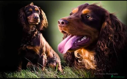 Cocker Spaniel dogs for sale: KC Reg Working type, extensively DNA tested.  - Image 9
