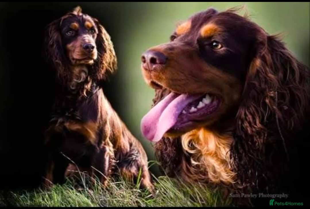 Cocker Spaniel dogs for sale: KC Reg Working type, extensively DNA tested.  - Image 9