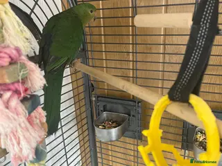 Parrots birds 8month old king parrot - Advert 3