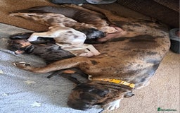 American Bulldog dogs for sale: Chunky American Bulldog Pups - Image 5