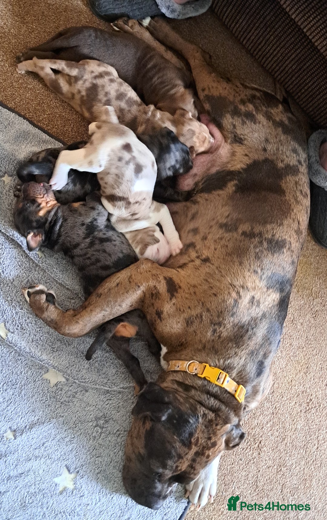 American Bulldog dogs for sale: Chunky American Bulldog Pups - Image 5