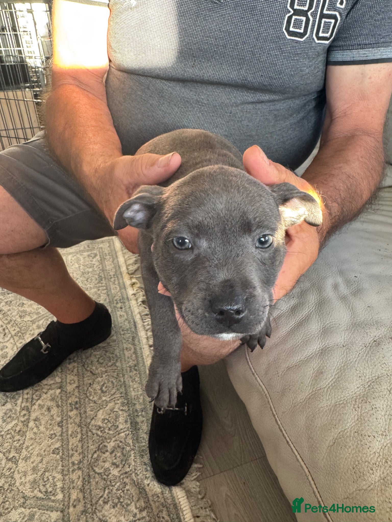 Staffordshire Bull Terrier dogs for sale: staff puppy for sale ready to go  in Cambridge - Advert 14