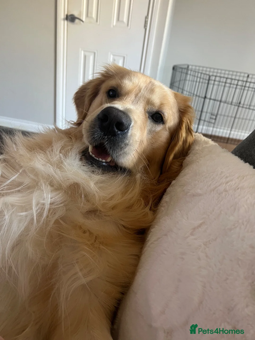 Golden Retriever dogs for sale: Kovu- 1.5 year old golden retriever - Male in Swindon - Advert 2