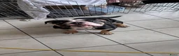 English Bulldog dogs for sale: Beautiful English Bulldog bitch 2 years old - Advert 1