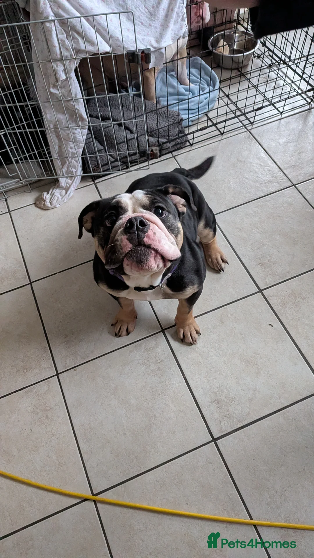 English Bulldog dogs for sale: Beautiful English Bulldog bitch 2 years old - Advert 1