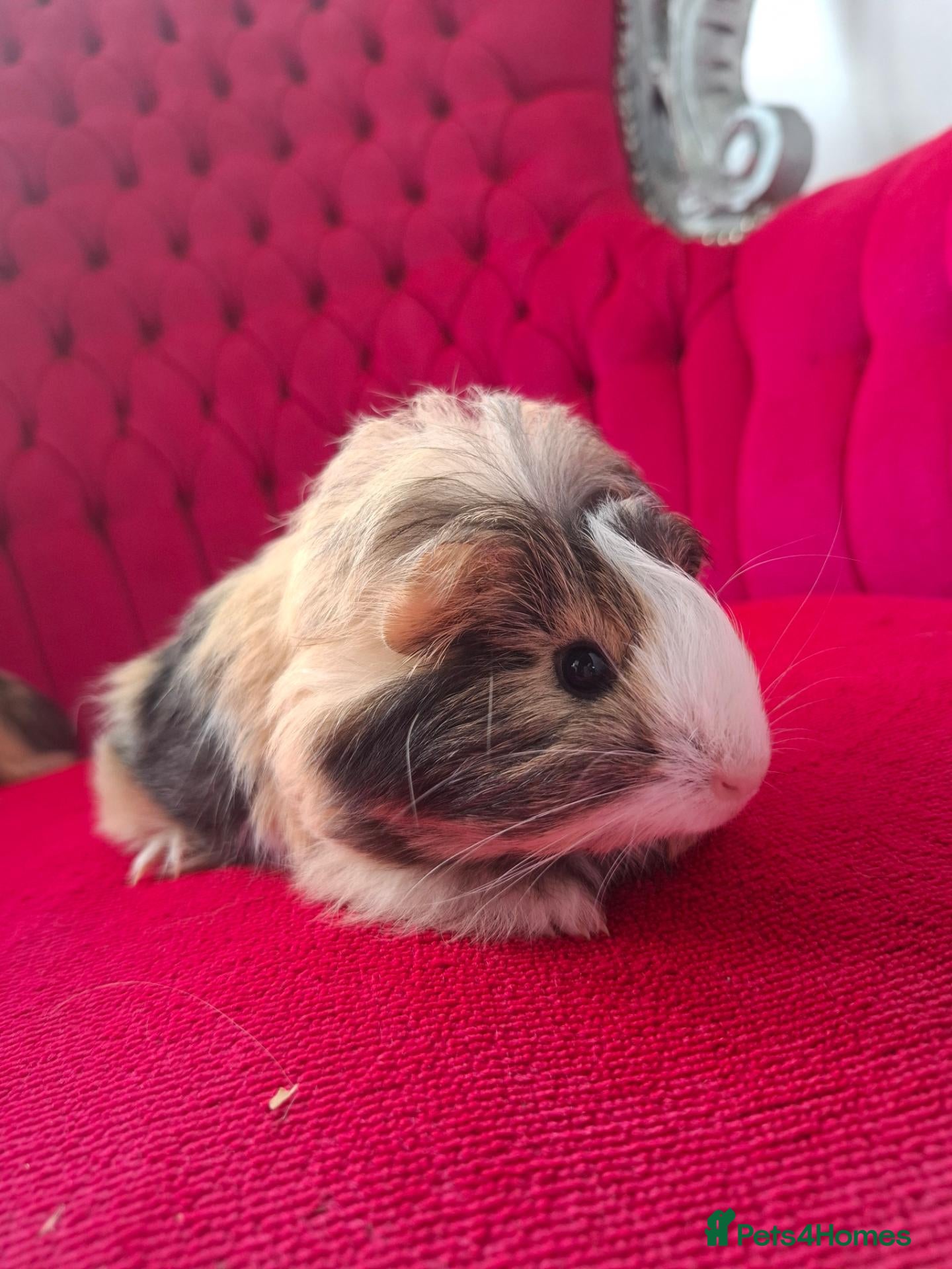 Guinea Pig rodents Long smooth coated sheltie - Advert 1