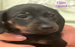 Miniature Dachshund dogs for sale: Roxy has had 6 Miniture dachshunds  - Image 2