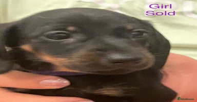 Miniature Dachshund dogs - Advert 14
