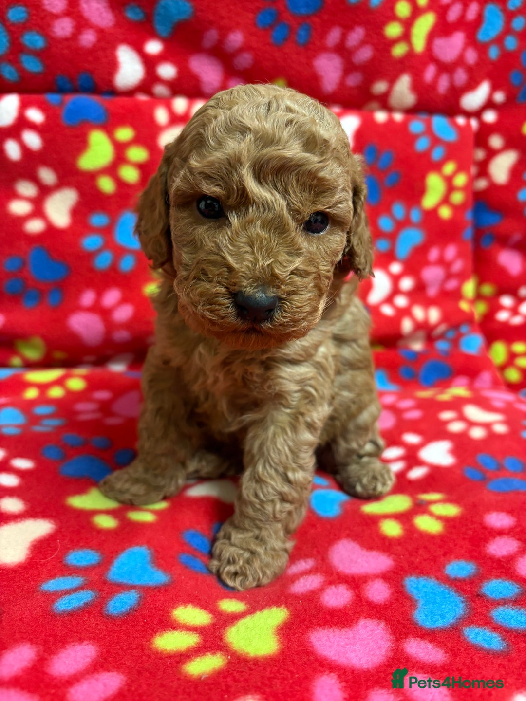 Cockapoo dogs for sale: 2 F1B cockapoo puppies 💖💙 - Advert 3