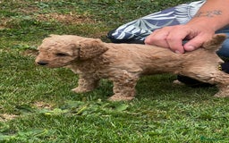 Miniature Poodle dogs for sale: Gorgeous miniature poodles  - Image 6