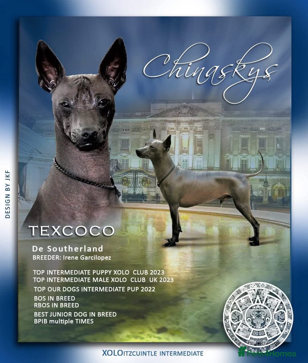 Mexican Hairless dogs for sale: Intermidte girl also 1 mini boy red  - Image 3
