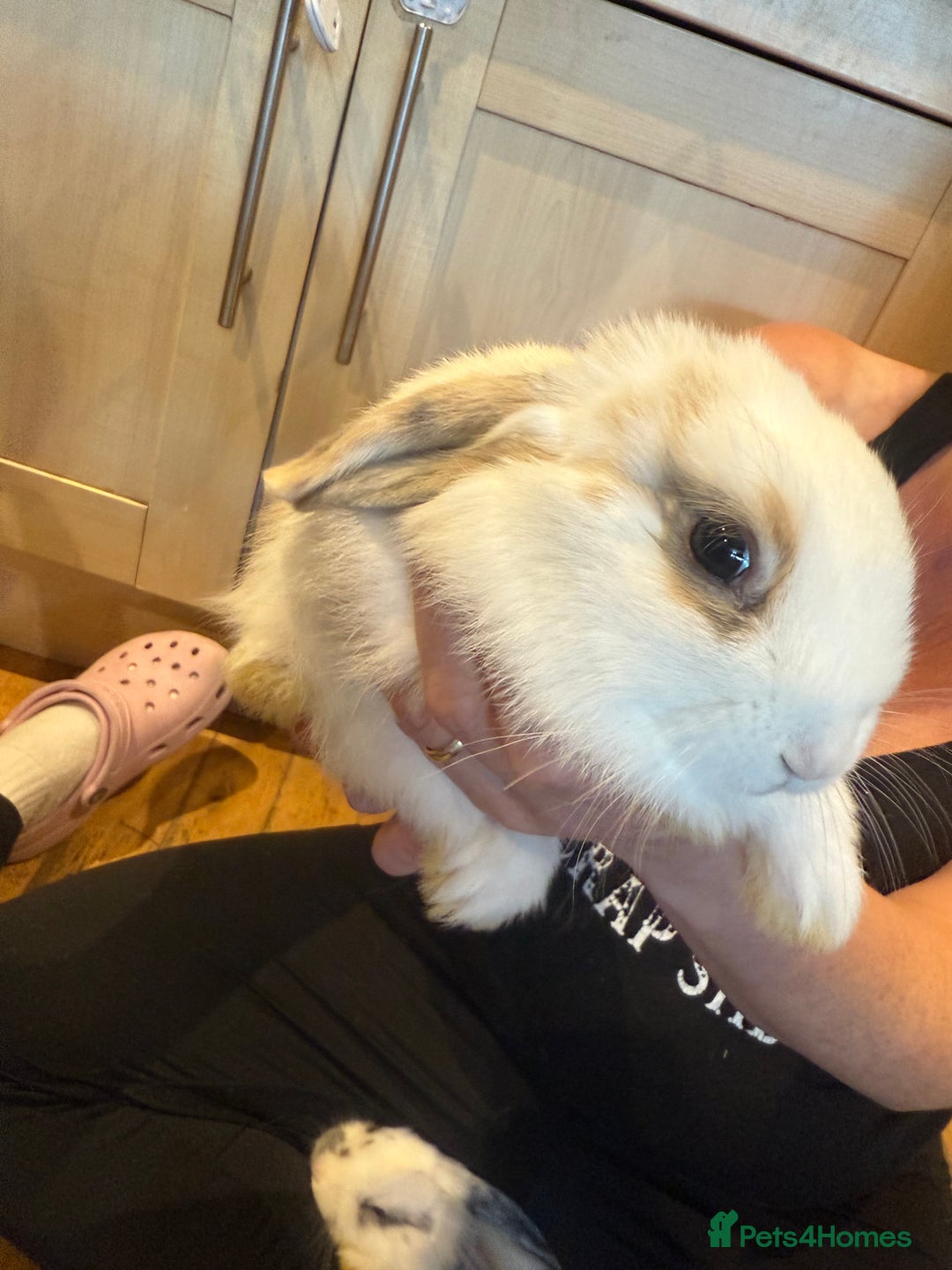 French Lop rabbits for sale: 3 gorgeous male bunnies  - Image 8