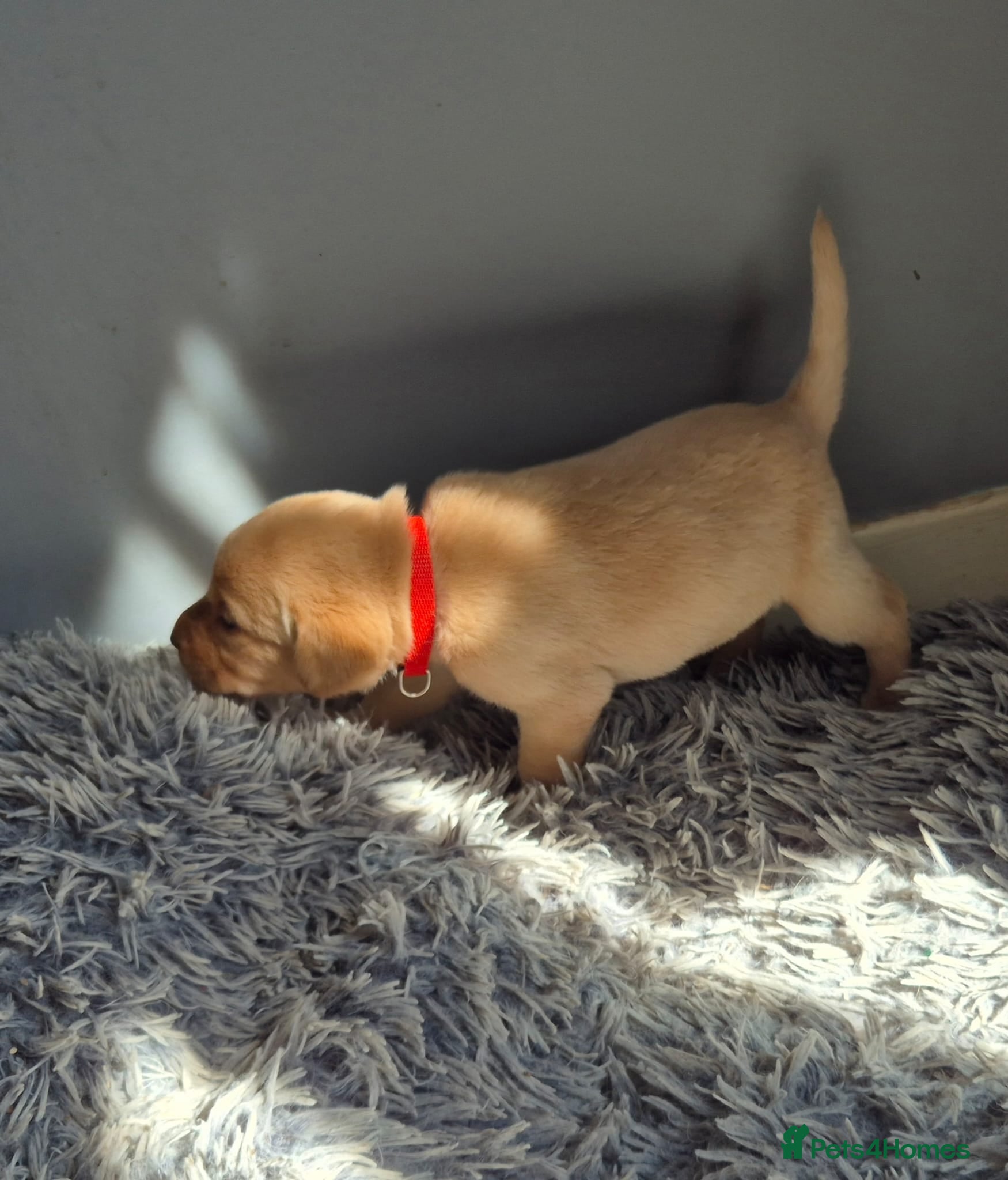 Labrador Retriever dogs for sale: Top Quality Labrador Pups - Advert 1