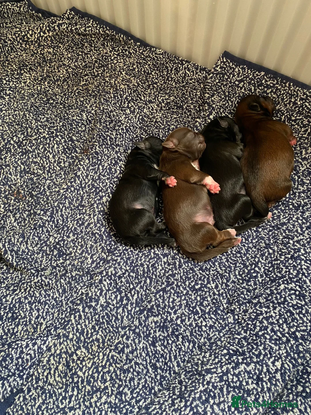 Shih Tzu dogs for stud: Pure breed male shih tzu stud  in Milton Keynes - Advert 10