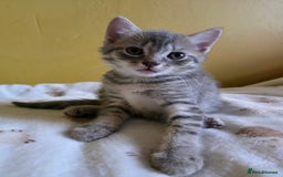 Mixed Breed cats for sale: Gorgeous 2 Girls and 3 boys For sale - Image 6