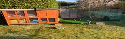 Guinea Pig rodents for sale: 2 Guinea pigs with hutch  - Advert 6