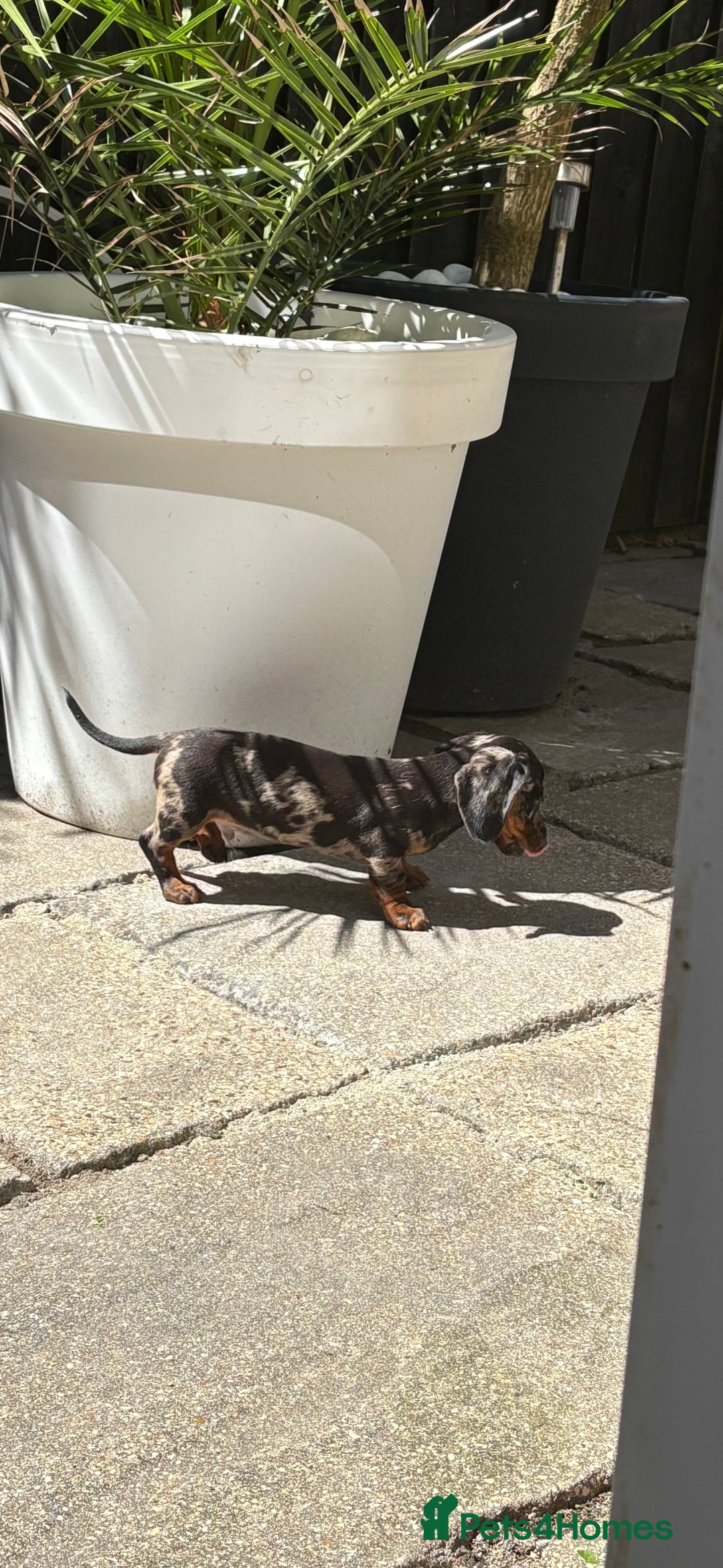 Miniature Dachshund dogs for sale: Cheeky chappie looking for forever home - Image 4