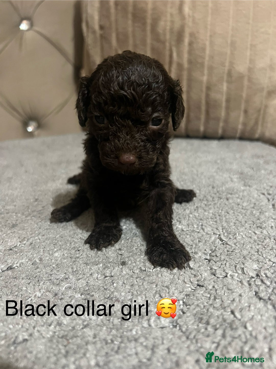 Cavapoo dogs for sale: Cavapoos ready 22nd January  - Advert 13