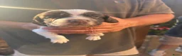 English Springer Spaniel dogs for sale: Miggers pups  - Advert 5