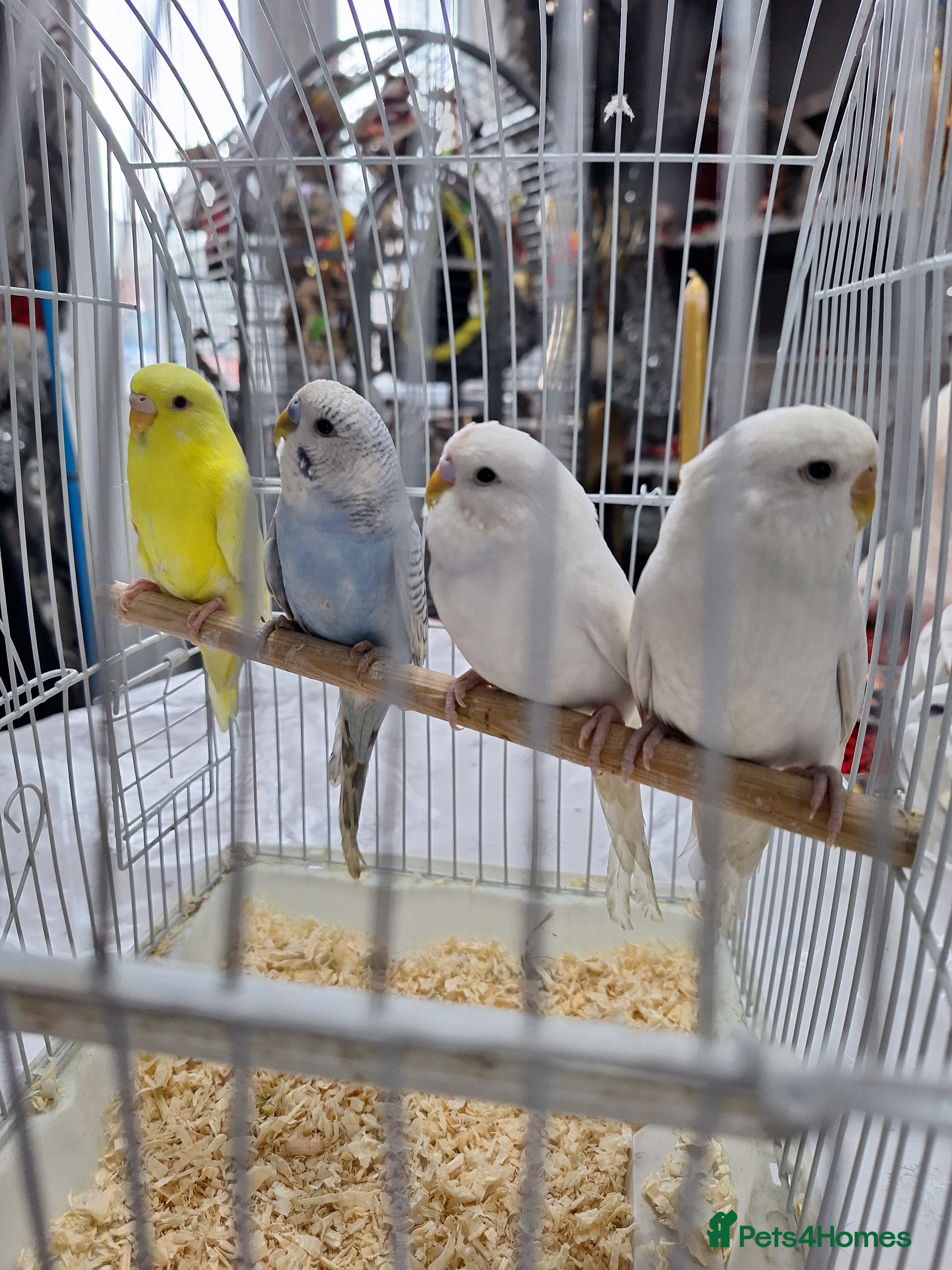 Budgerigars birds Budgies for sale ,  9 weeks +  - Advert 1