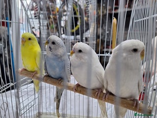 Budgerigars birds Budgies for sale , 9 weeks + - Advert 1