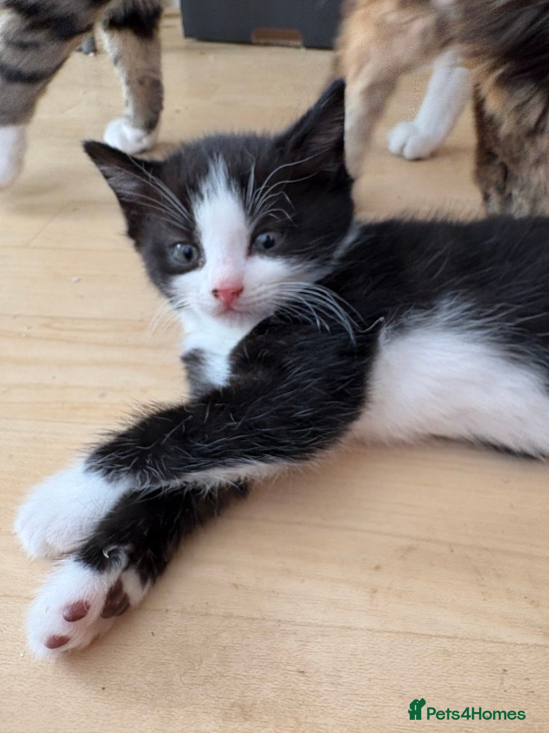 British Shorthair cats for sale: 11 SHORTHAIRED AND LONGHAIRED KITTENS - Image 15