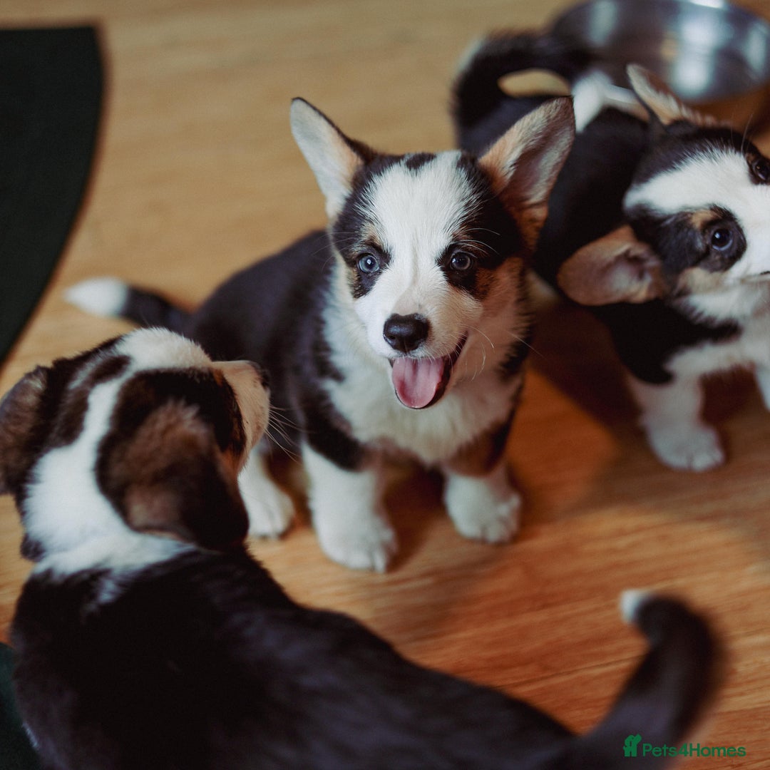 Welsh Corgi Pembroke dogs for sale: Pembroke corgi puppies  in Sturminster Newton - Image 1